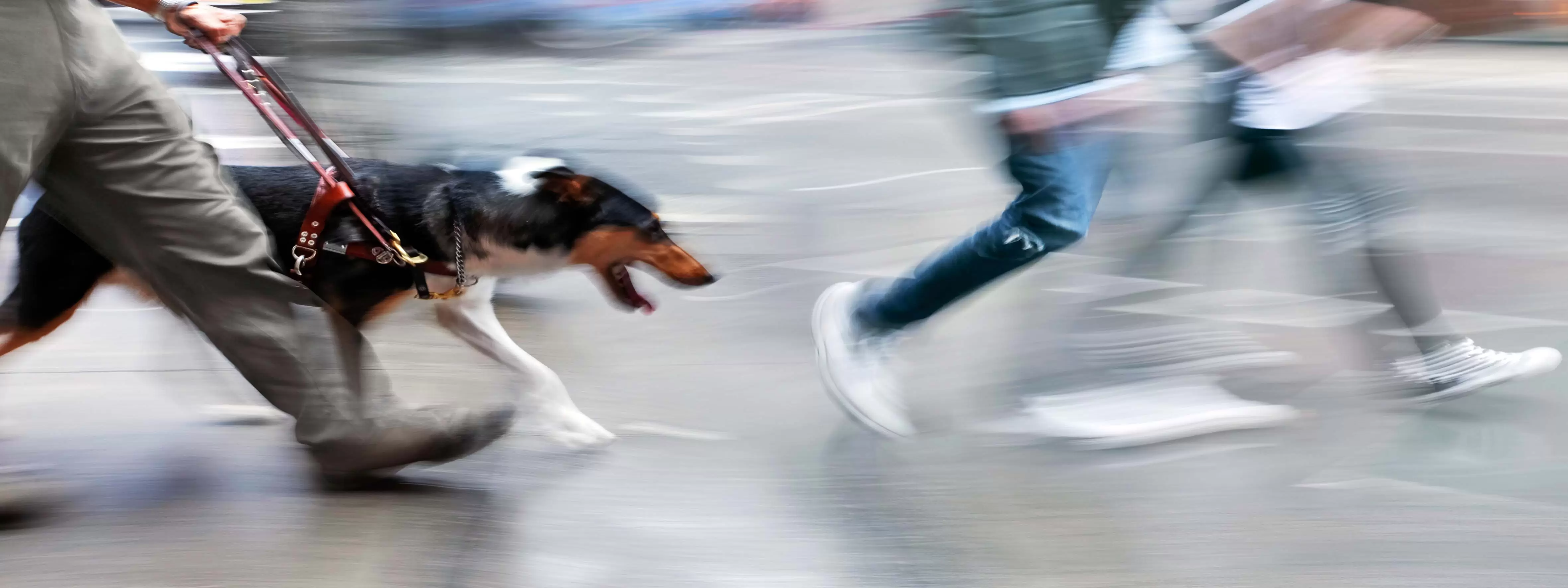A person with an assistance animal walking across the street